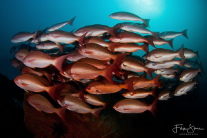 "Passing by", Fiabacet, Raja Ampat. by Filip Staes 